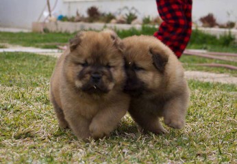 Chiens Chiots Chow Chow Au Benin Coinafrique Benin