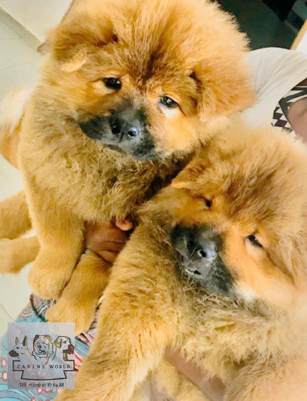 Chiens Chiot Chow Chow Au Benin Coinafrique Benin