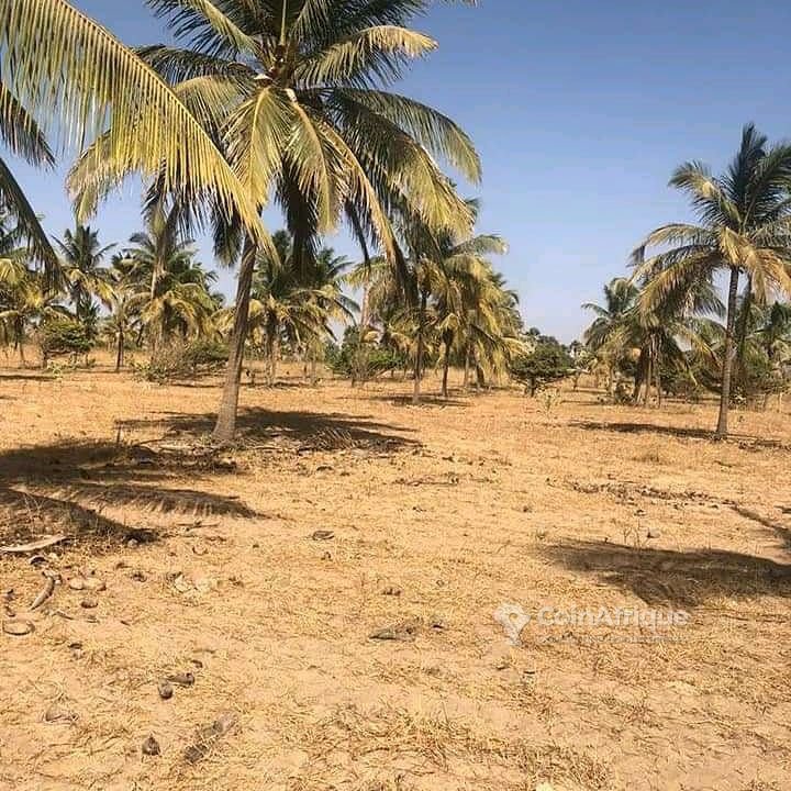 Terrains Vente Terrain 300m² Nianing au Sénégal CoinAfrique Sénégal