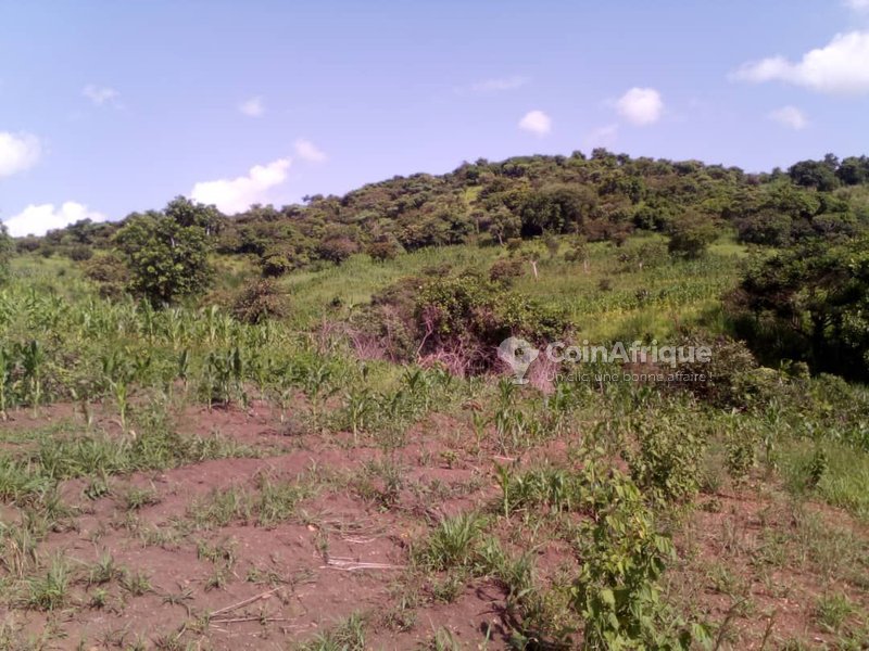 Terrains Vente Terrain 4,5ha Bafoussam au Cameroun CoinAfrique Cameroun
