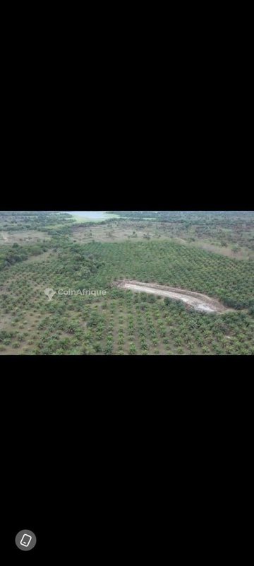 Parcelle 40 hectares + t.f. à toumodi , en bordure de l'autoroute — photo 3