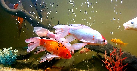Autres Animaux Poisson D Aquarium Au Senegal Coinafrique Senegal