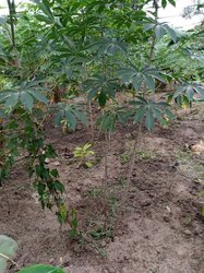 Vente Terrain Pisciculture et cacao culture 750m² - Azaguie