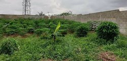 Vente terrain 1400m2 à Cocody Angré nouveau chu