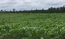 Terrains agricoles 10 ha - Agboville