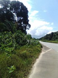 Terrain 14 ha - Kribi