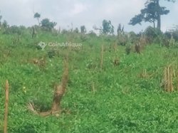 Terrains agricoles 23 ha - Zone Aboudé Mandéké