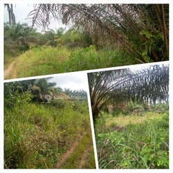 Terrains agricoles 10 ha - Grand Yapo  - Agboville 