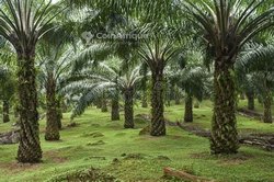 Vente Plantati̇on palmier à huile 3000 ha - Agboville