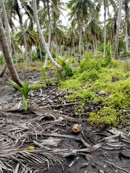 Terrains agricoles - Assinie Ile Essoh