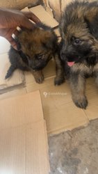 Chiots Berger Allemand 