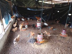 Poulets Kuroler
