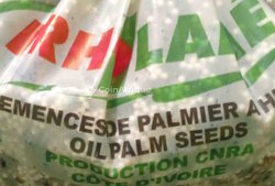 Création de plantation pépinière de palmier