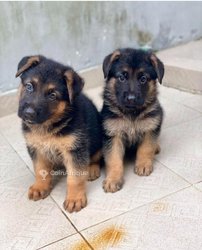 Chiots Berger Allemand 