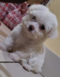 Chiot Bichon 