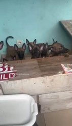 Chiots Malinois
