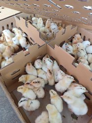 Poussins