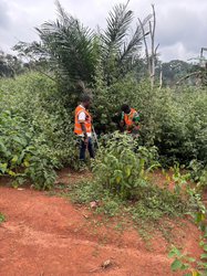 Terrain agricole - Carrefour Nkoabang