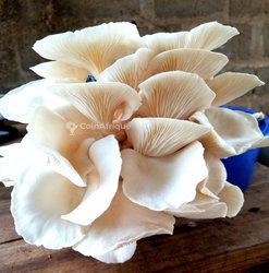 Champignons pleurotes 