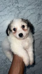 Chiot Bichon Maltais