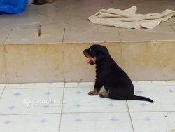 Chiots Rottweiler