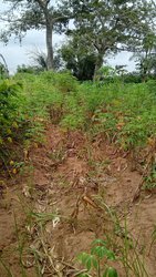 Terrain agricole 1 ha - Lomé