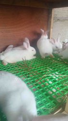 Lapin