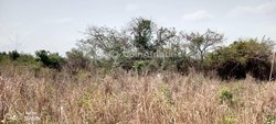 Terrain agricole 10ha -  Ketou