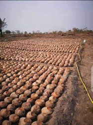 Cocotiers Hybrides