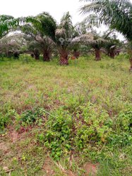 Terrain 350m²  - Abomey-calavi