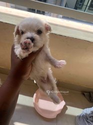 Chiot Bichon Maltais
