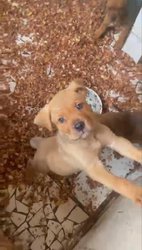 Chiot root 1mois