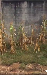 Terrain 3000m²  - Yaoundé