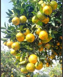 Plants d'oranger sélectionnez