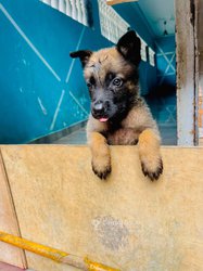 Chiot Berger Malinois 