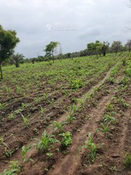 Terrain agricole - Benin