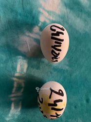 Poulettes pré ponte de 124 jours