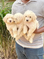 Bichons maltais