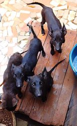 Malinois charbonnés