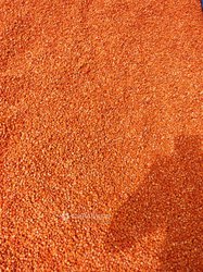 Mais Telima hybride F1 