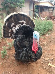 Oeuf fécondé de dindon 