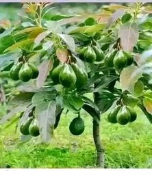 Jeunes plants pépinière