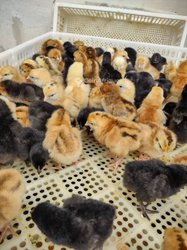 Poussins d'un jour