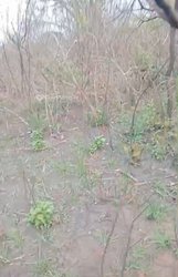 Terrain agricole -  Badja 