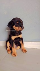 Vétérinaire spécialisé dans les soins à domicile des animaux de compagnie et de ferme.