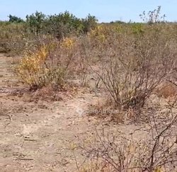 TERRAIN 2 ha -  Baguineda Soro 