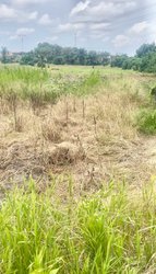 Terrains 1000 m² - Grand Bassam