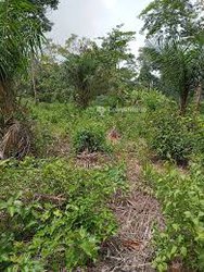 Terrains   - douala pk20