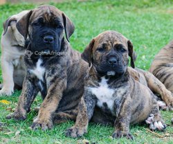 Chiot cane corso pure race disponible