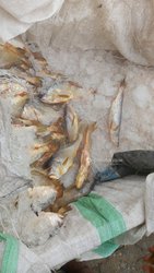 Poissons frais bars 